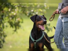 HUGO sucht sehr erfahrene Dobermann-Kenner