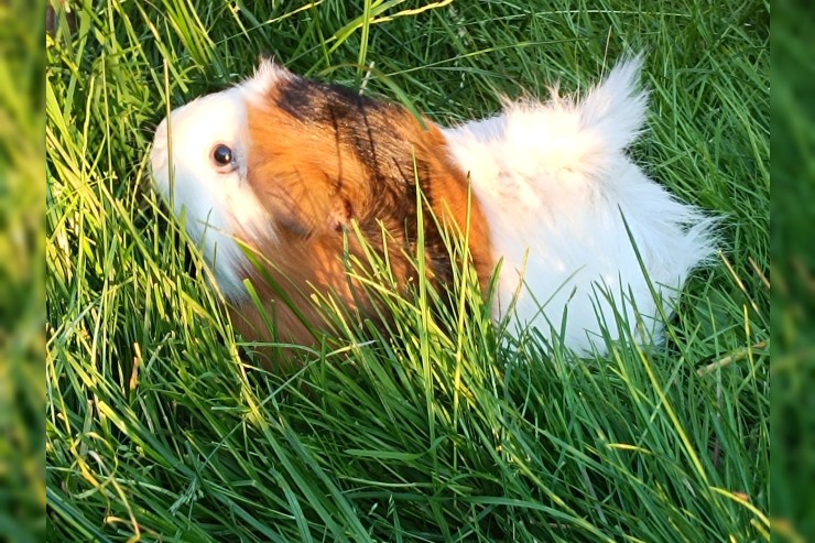 Meerschweinchen-Trio