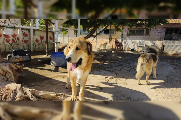 Canelo - aktuell in Spanien