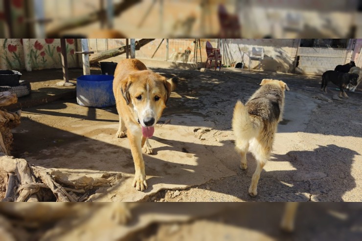 Canelo - aktuell in Spanien