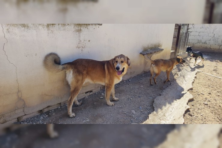 Canelo - aktuell in Spanien