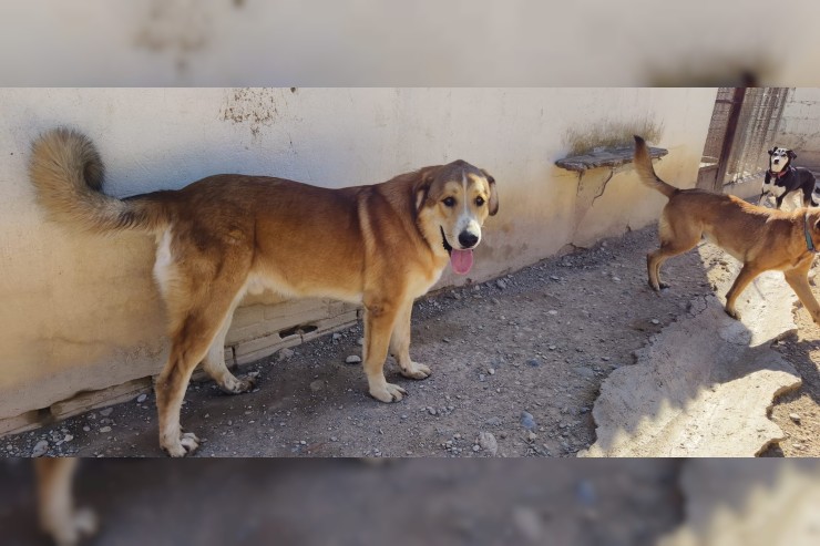 Canelo - aktuell in Spanien