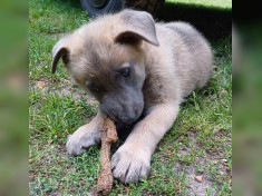 Malinois Welpen