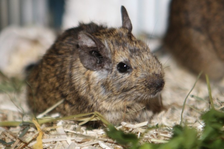 Degu