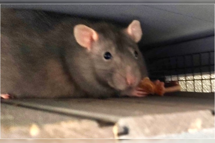 Ratatouille