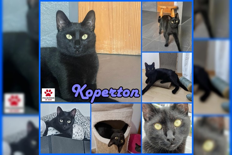 Koperton