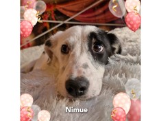 Nimue II