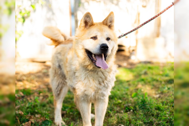 Hachiko