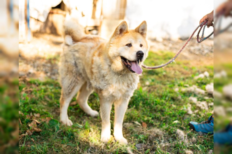 Hachiko