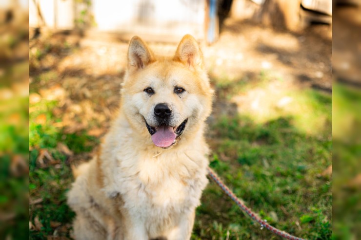 Hachiko