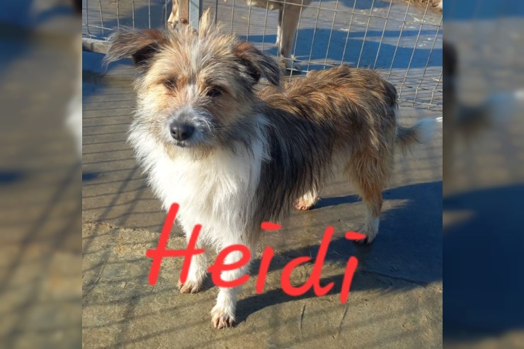 Heidi