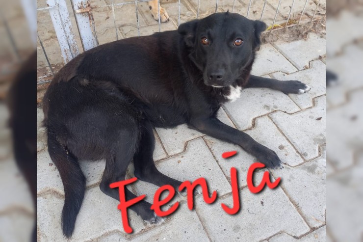 Fenja