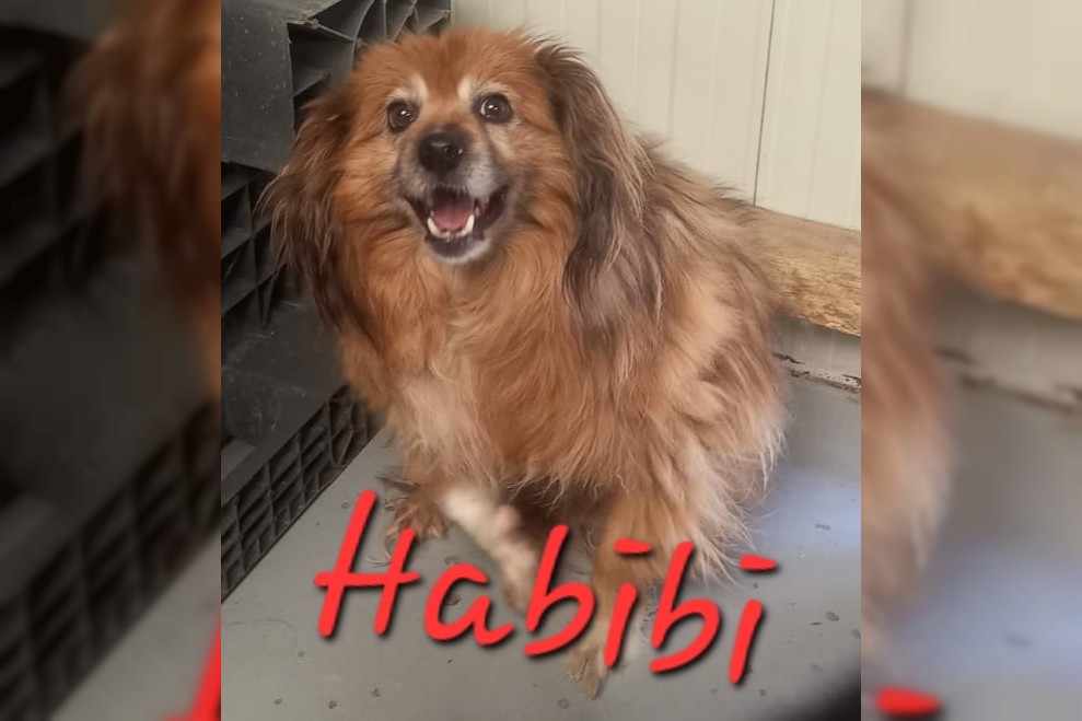 Habibi