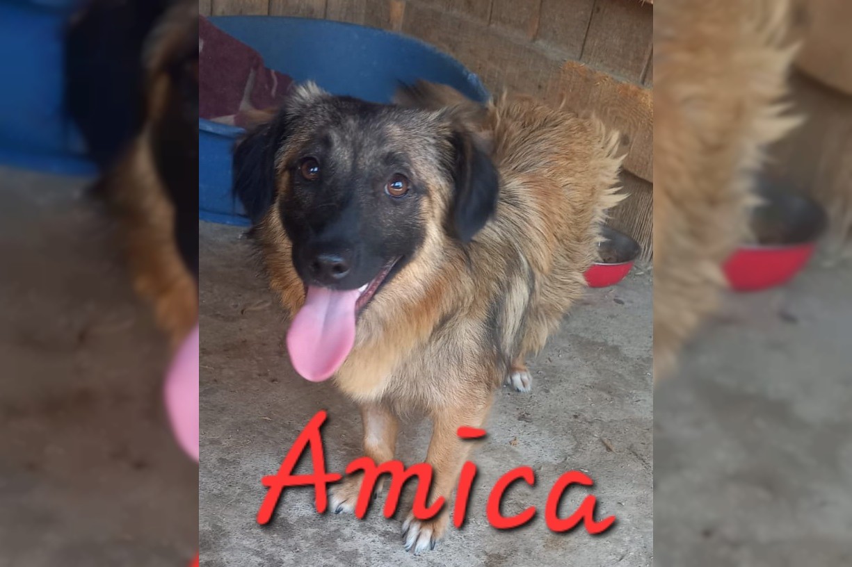 Amica