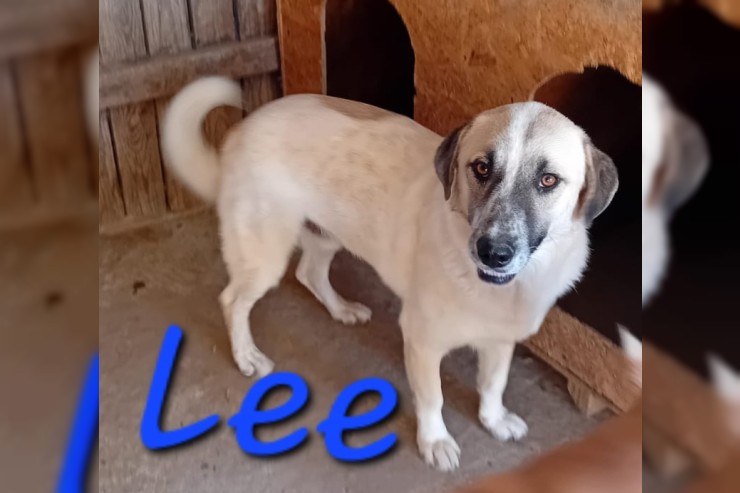 Lee