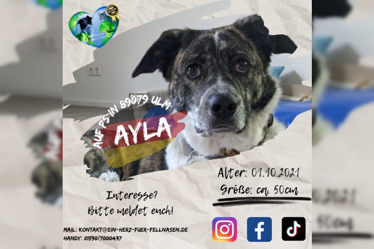 Ayla auf PS in 89079 Ulm