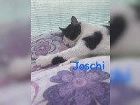 Joschi