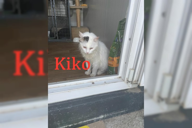 Kiko