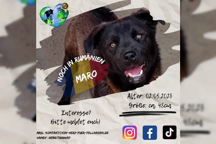 Maro