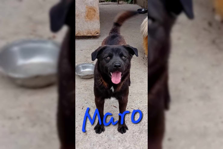 Maro