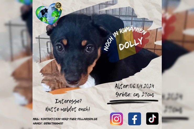 Dolly