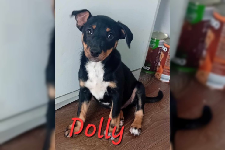 Dolly