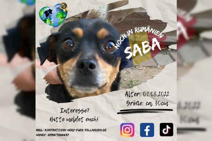 Saba