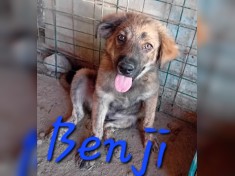 Benji