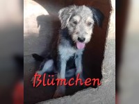 Blümchen