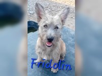 Fridolin