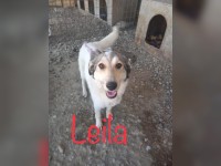 Leila