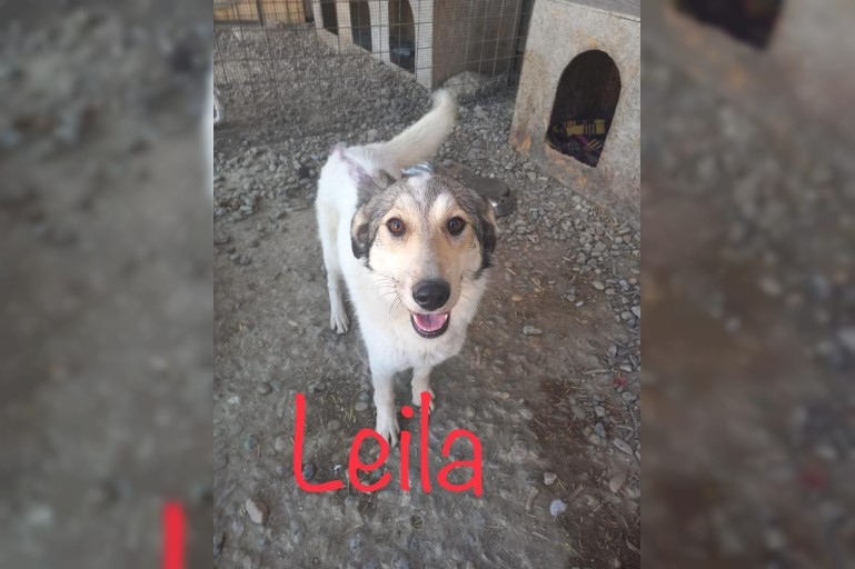 Leila