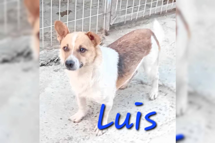 Luis