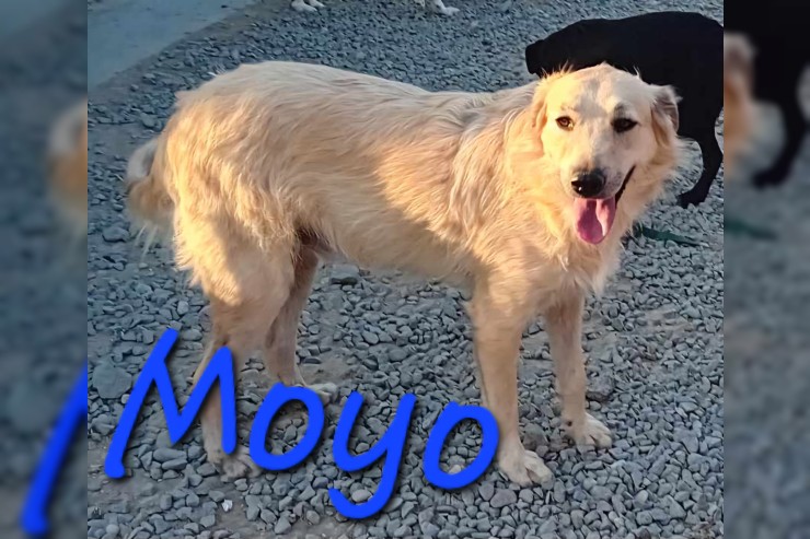 Moyo