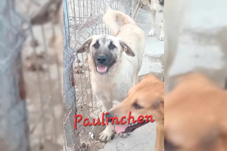 Paulinchen