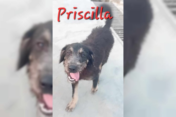 Priscilla