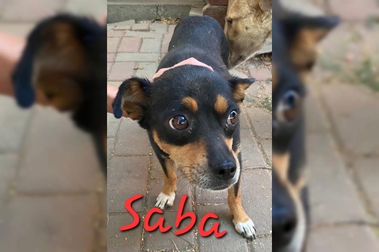 Saba