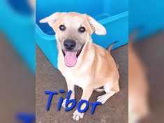 Tibor