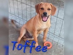 Toffee