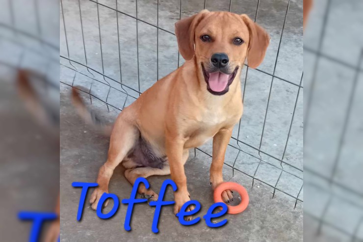 Toffee