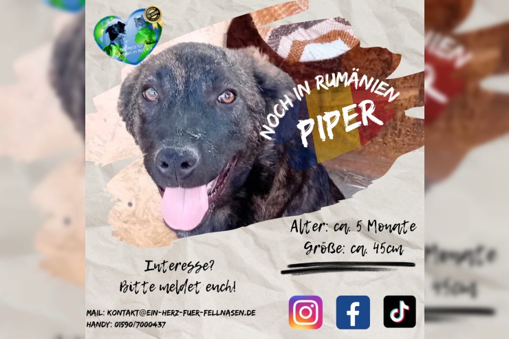 Piper