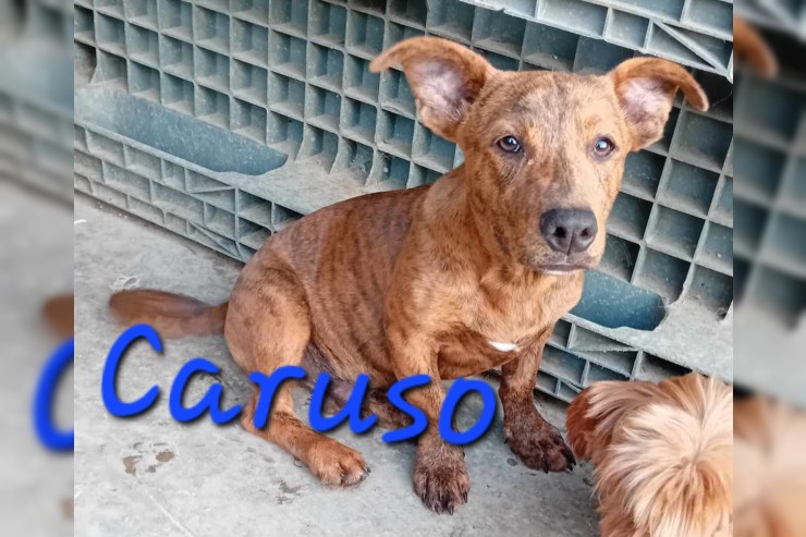 Caruso