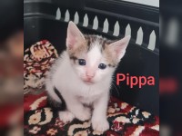 Pippa