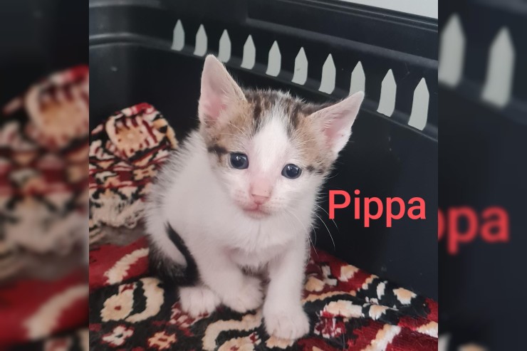 Pippa