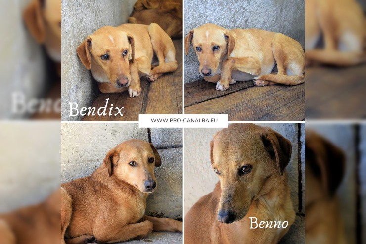 Benno