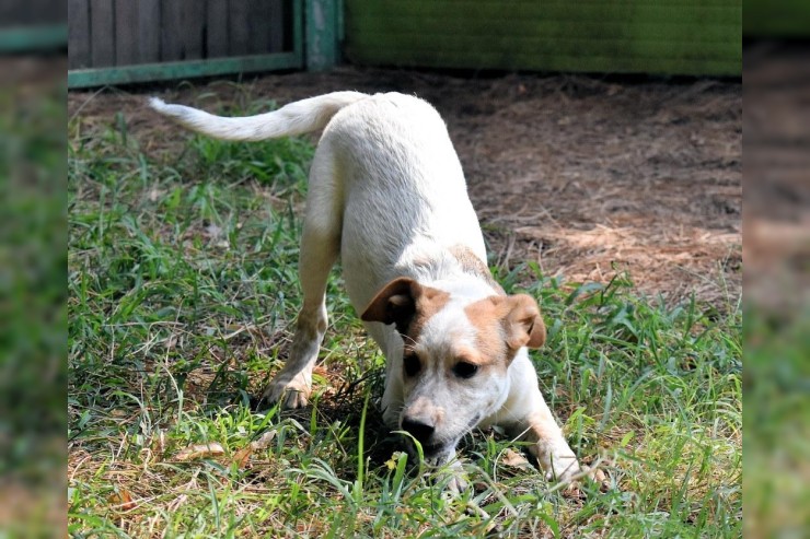 Zoilo