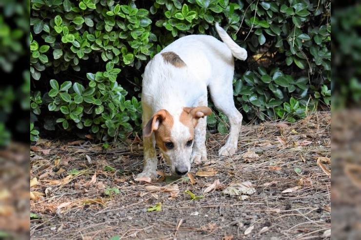 Zoilo