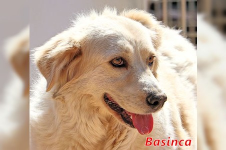 Basinca