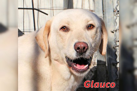 Clauco