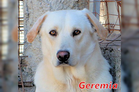 Geremia